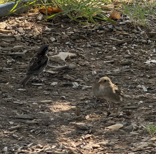 House Sparrow