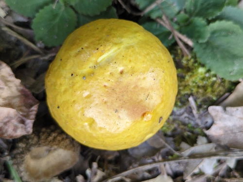 Pulveroboletus curtisii