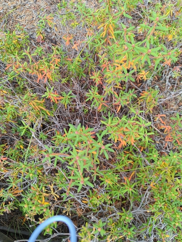 Bog Labrador Tea