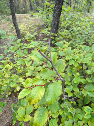 green alder