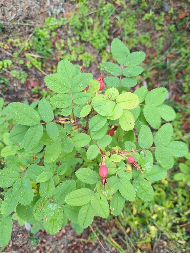 Prickly Wild Rose