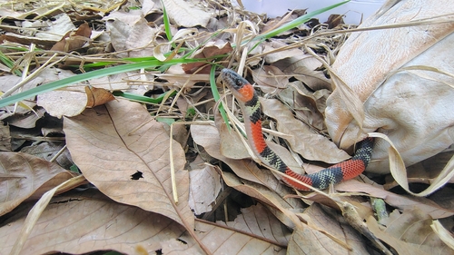 Guibe's Flame Snake