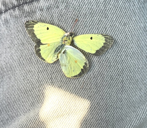 Clouded Sulphur