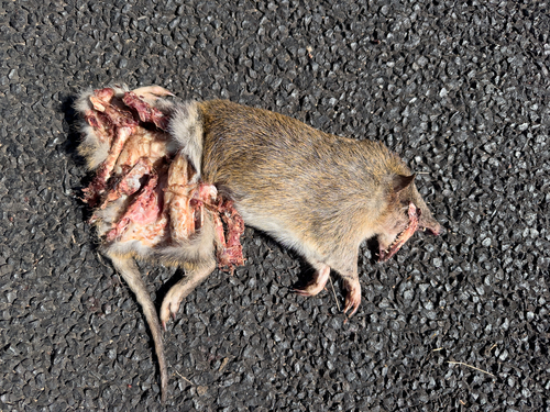 Northern Brown Bandicoot