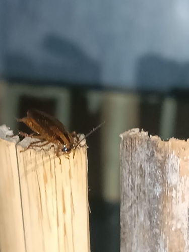 German Cockroach
