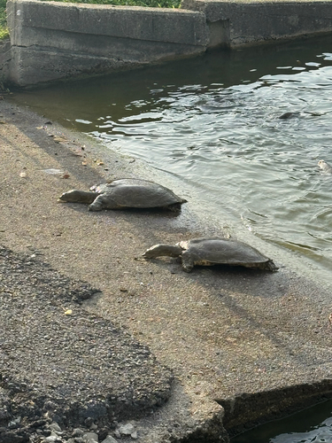 Spiny Softshell