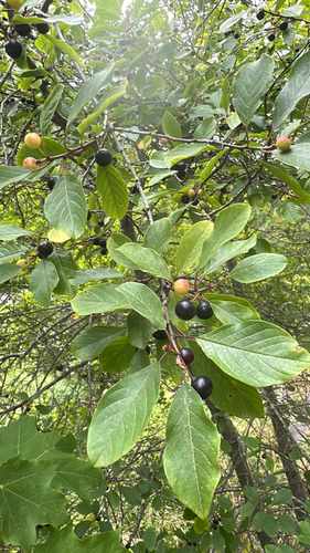 alder buckthorn