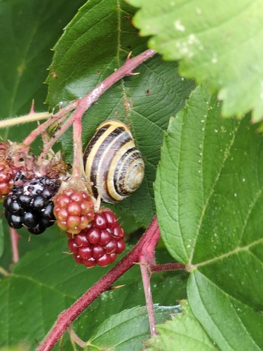 Brown-lipped Snail