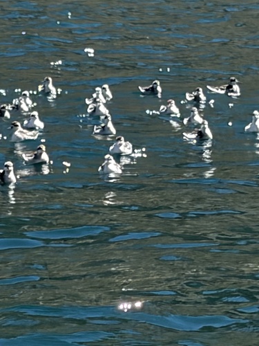 iNaturalist observation photo of Red-necked Phalarope