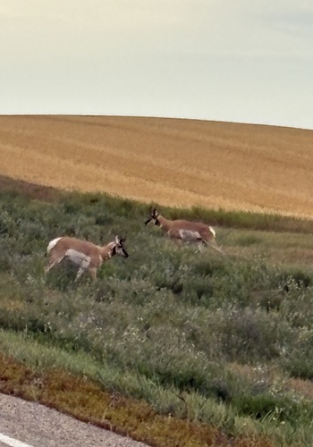 Pronghorn
