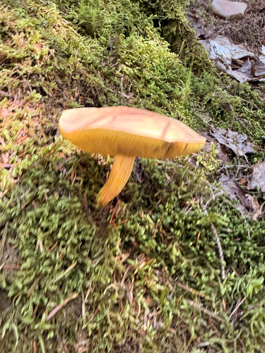 boletes