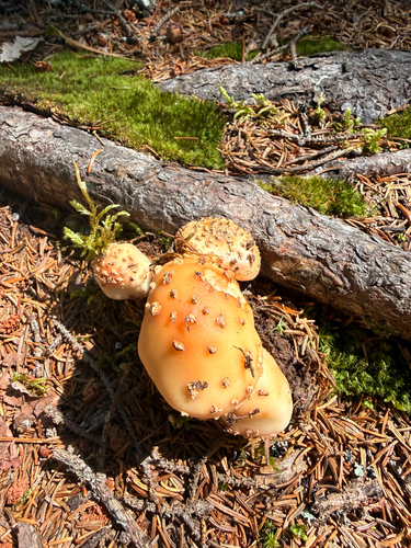 amanita mushrooms