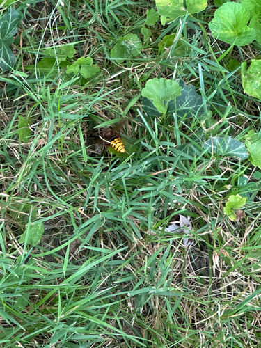 European Hornet
