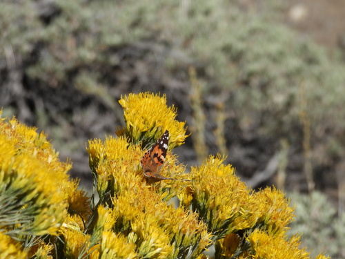 iNaturalist observation photo of Painted Lady
