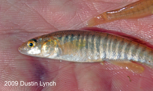 Northern Plains Killifish