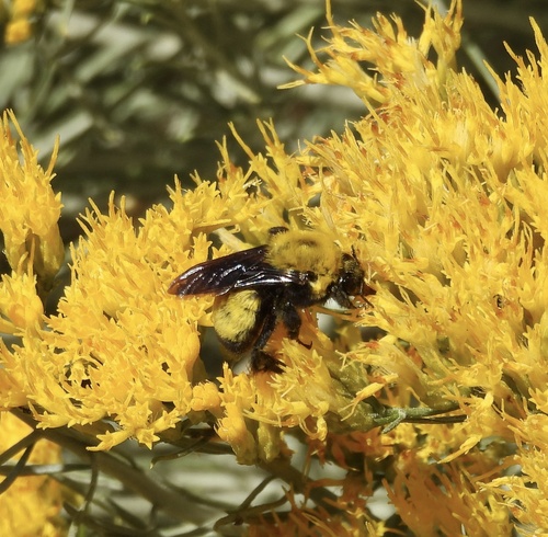 iNaturalist observation photo of Morrison's Bumble Bee