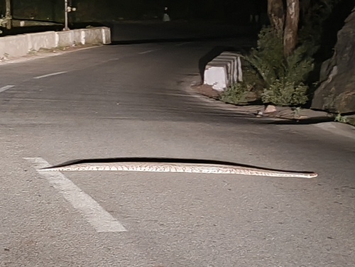 Indian Python