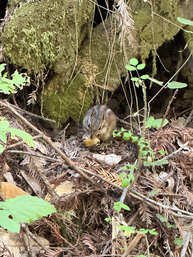Sonoma Chipmunk observed by lasthenian
