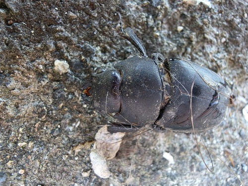 Japanese Stag Beetle