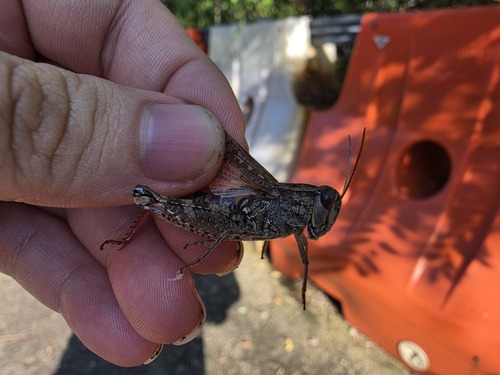 Calliptamus abbreviatus