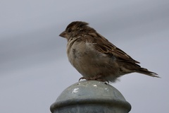 House Sparrow