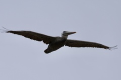 California Brown Pelican