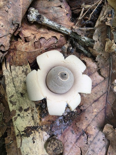 rounded earthstar