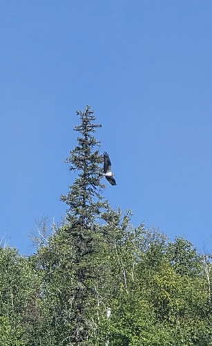 Osprey
