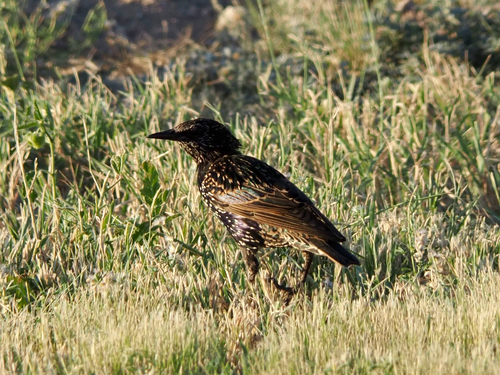 European Starling