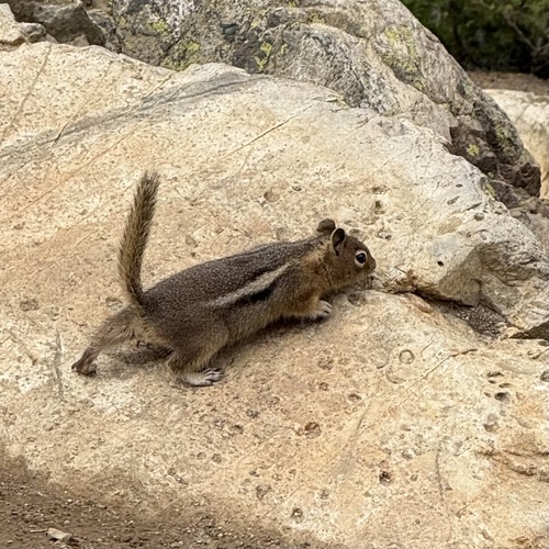 Cascade Golden-mantled Ground Squirrel observed by tonyernst