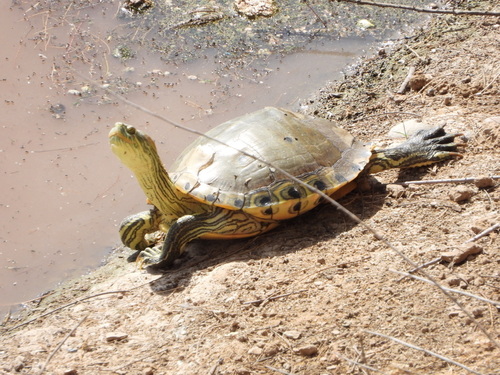 Jicotea del Rio Nazas