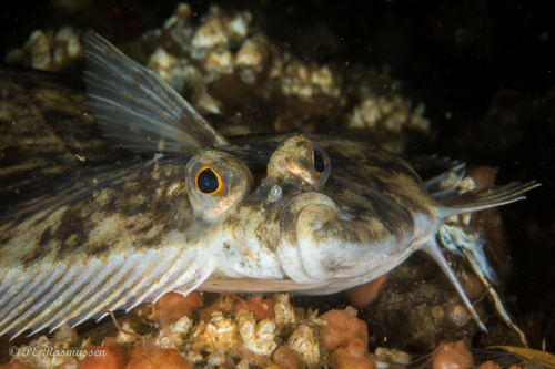 European Flounder