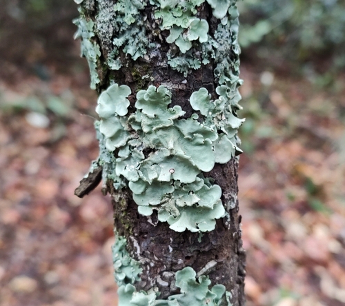 Old Gray Ruffles