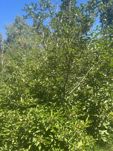 iNaturalist observation photo of Dicots