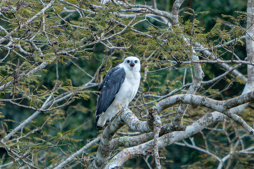 Mantled Hawk