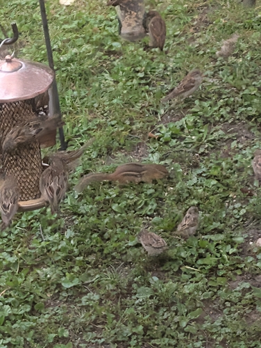 Eastern Chipmunk