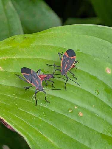Eastern Boxelder Bug