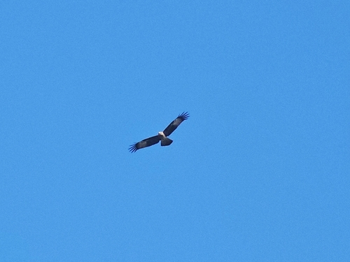 Brahminy Kite