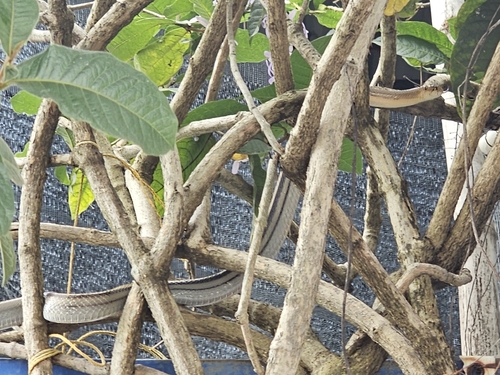 Copperhead Rat Snake