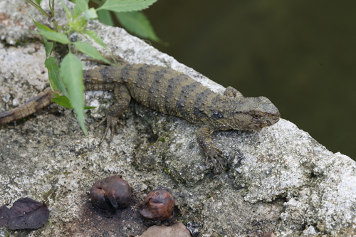 Chinese Crocodile Lizard