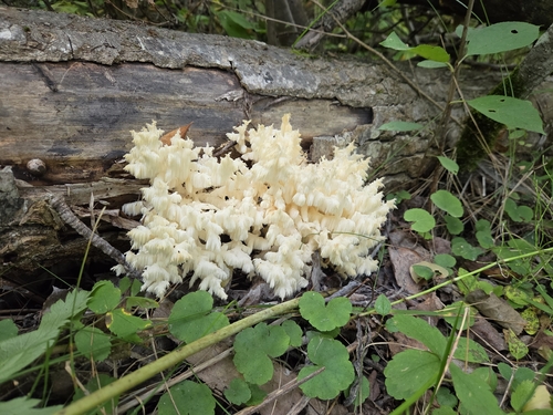 Coral tooth fungus