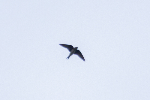 Purple Martin observed by daviddadummy