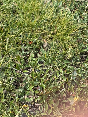iNaturalist observation photo of Chorus Frogs