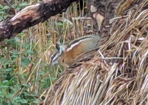 Uinta Chipmunk observed by paleontologizing