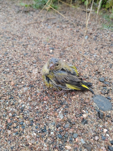 European Greenfinch