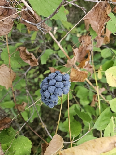 midwestern carrionflower