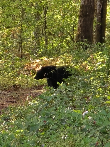 Black Bear sighting near Port Alberni
