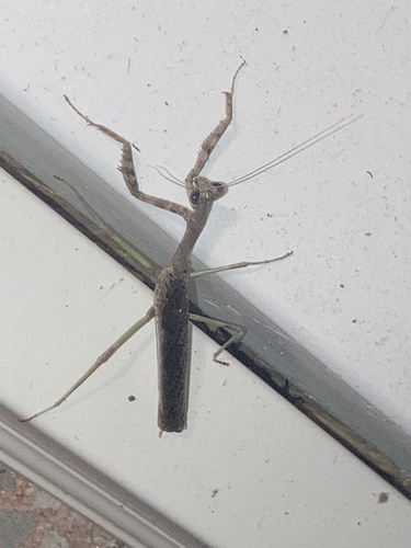 Carolina Mantis