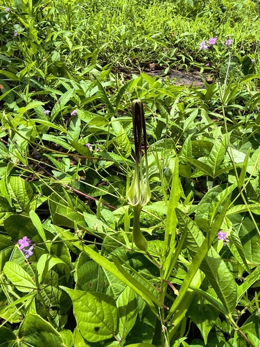 Ceropegia attenuata