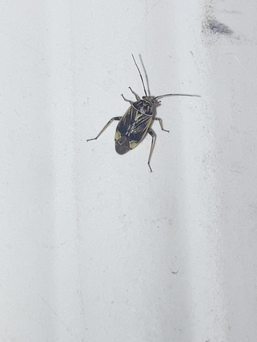 North American Tarnished Plant Bug